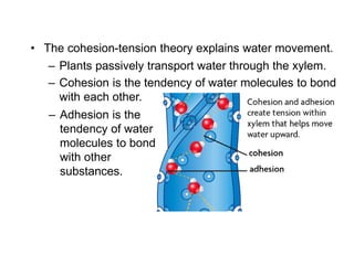 – Plants passively transport water through the xylem.
– Cohesion is the tendency of water molecules to bond
with each other.
• The cohesion-tension theory explains water movement.
– Adhesion is the
tendency of water
molecules to bond
with other
substances.
 