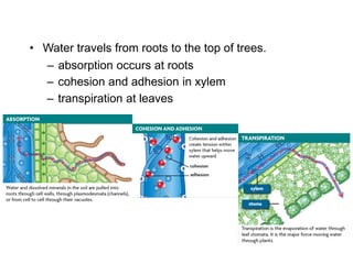 – absorption occurs at roots
• Water travels from roots to the top of trees.
– cohesion and adhesion in xylem
– transpiration at leaves
 