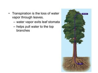 – water vapor exits leaf stomata
– helps pull water to the top
branches
• Transpiration is the loss of water
vapor through leaves.
 