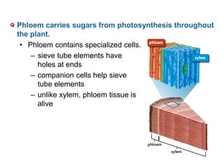 Phloem carries sugars from photosynthesis throughout
the plant.
• Phloem contains specialized cells.
– sieve tube elements have
holes at ends
– companion cells help sieve
tube elements
– unlike xylem, phloem tissue is
alive
 