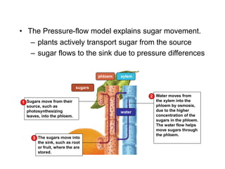 – plants actively transport sugar from the source
– sugar flows to the sink due to pressure differences
sugars
phloem xylem
water
Sugars move from their
source, such as
photosynthesizing
leaves, into the phloem.
1
The sugars move into
the sink, such as root
or fruit, where the are
stored.
3
Water moves from
the xylem into the
phloem by osmosis,
due to the higher
concentration of the
sugars in the phloem.
The water flow helps
move sugars through
the phloem.
2
• The Pressure-flow model explains sugar movement.
 