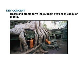 KEY CONCEPT
Roots and stems form the support system of vascular
plants.
 