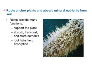 Roots anchor plants and absorb mineral nutrients from
soil.
• Roots provide many
functions.
– support the plant
– absorb, transport,
and store nutrients
– root hairs help
absorption
 