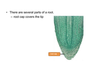 root cap
– root cap covers the tip
• There are several parts of a root.
 