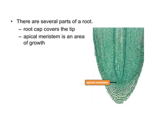 apical meristem
– root cap covers the tip
• There are several parts of a root.
– apical meristem is an area
of growth
 