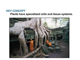 KEY CONCEPT
Plants have specialized cells and tissue systems.
 