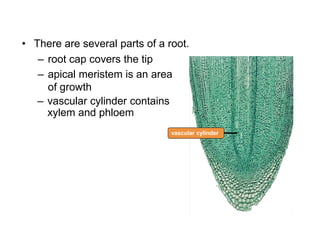 – vascular cylinder contains
xylem and phloem
vascular cylinder
– root cap covers the tip
• There are several parts of a root.
– apical meristem is an area
of growth
 