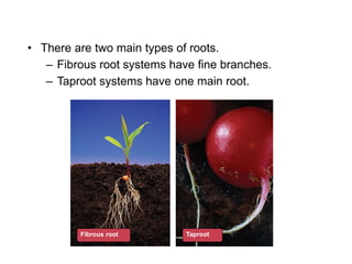 – Fibrous root systems have fine branches.
Fibrous root Taproot
• There are two main types of roots.
– Taproot systems have one main root.
 