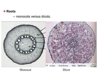 Roots
– monocots versus dicots.
Monocot Dicot
 