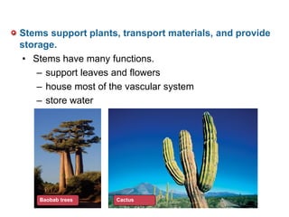 Stems support plants, transport materials, and provide
storage.
• Stems have many functions.
– support leaves and flowers
– house most of the vascular system
– store water
Baobab trees Cactus
 