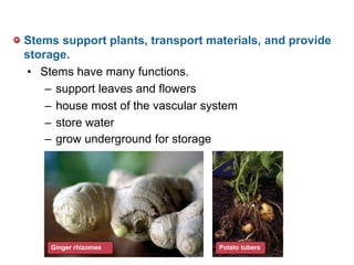– grow underground for storage
Ginger rhizomes Potato tubers
Stems support plants, transport materials, and provide
storage.
• Stems have many functions.
– support leaves and flowers
– house most of the vascular system
– store water
 