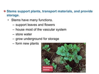– grow underground for storage
Stems support plants, transport materials, and provide
storage.
• Stems have many functions.
– support leaves and flowers
– house most of the vascular system
– store water
– form new plants
Strawberry
stolons
 