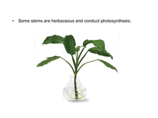 • Some stems are herbaceous and conduct photosynthesis.
 