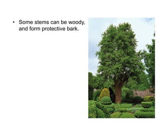 • Some stems can be woody,
and form protective bark.
 