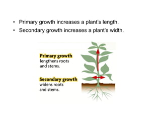 • Secondary growth increases a plant’s width.
• Primary growth increases a plant’s length.
 