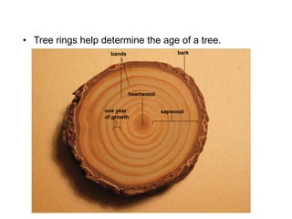 • Tree rings help determine the age of a tree.
heartwood
bands bark
one year
of growth
sapwood
 