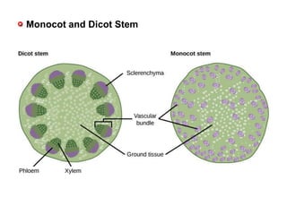 Monocot and Dicot Stem
 