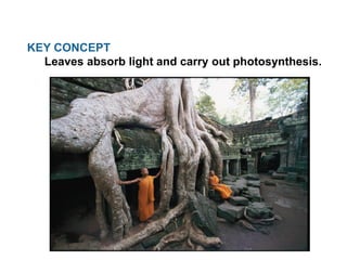 KEY CONCEPT
Leaves absorb light and carry out photosynthesis.
 