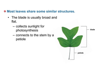 Most leaves share some similar structures.
• The blade is usually broad and
flat.
– collects sunlight for
photosynthesis
– connects to the stem by a
petiole
blade
petiole
 