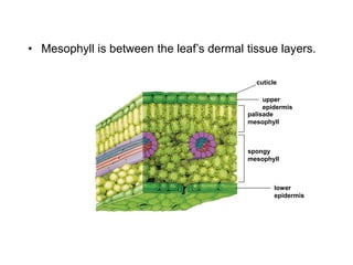 • Mesophyll is between the leaf’s dermal tissue layers.
cuticle
upper
epidermis
palisade
mesophyll
spongy
mesophyll
lower
epidermis
 