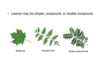 • Leaves may be simple, compound, or double compound.
Simple leaf Compound leaf Double compound leaf
 