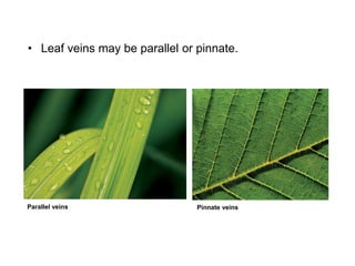 • Leaf veins may be parallel or pinnate.
Pinnate veins
Parallel veins
 