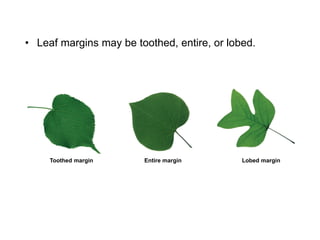 • Leaf margins may be toothed, entire, or lobed.
Toothed margin Entire margin Lobed margin
 
