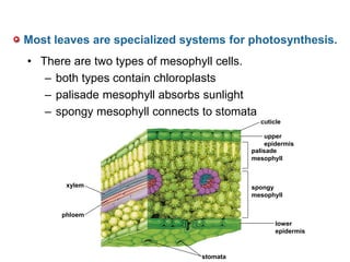 Most leaves are specialized systems for photosynthesis.
• There are two types of mesophyll cells.
– both types contain chloroplasts
– palisade mesophyll absorbs sunlight
– spongy mesophyll connects to stomata
xylem
phloem
cuticle
upper
epidermis
palisade
mesophyll
spongy
mesophyll
stomata
lower
epidermis
 