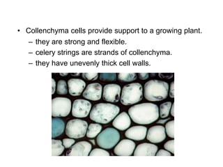 – they are strong and flexible.
– celery strings are strands of collenchyma.
– they have unevenly thick cell walls.
• Collenchyma cells provide support to a growing plant.
 