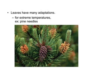 – for extreme temperatures,
ex: pine needles
• Leaves have many adaptations.
 