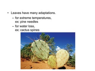 • Leaves have many adaptations.
– for extreme temperatures,
ex: pine needles
– for water loss,
ex: cactus spines
 