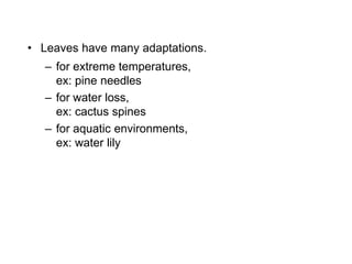 – for aquatic environments,
ex: water lily
• Leaves have many adaptations.
– for extreme temperatures,
ex: pine needles
– for water loss,
ex: cactus spines
 