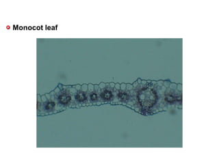 Monocot leaf
 