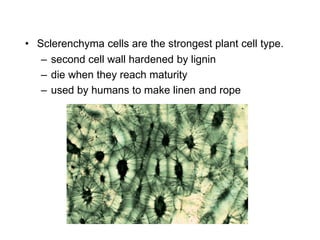 – second cell wall hardened by lignin
– die when they reach maturity
– used by humans to make linen and rope
• Sclerenchyma cells are the strongest plant cell type.
 