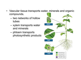 stem
leaf
root
– two networks of hollow
tubes
– xylem transports water
and minerals
– phloem transports
photosynthetic products
• Vascular tissue transports water, minerals and organic
compounds.
 