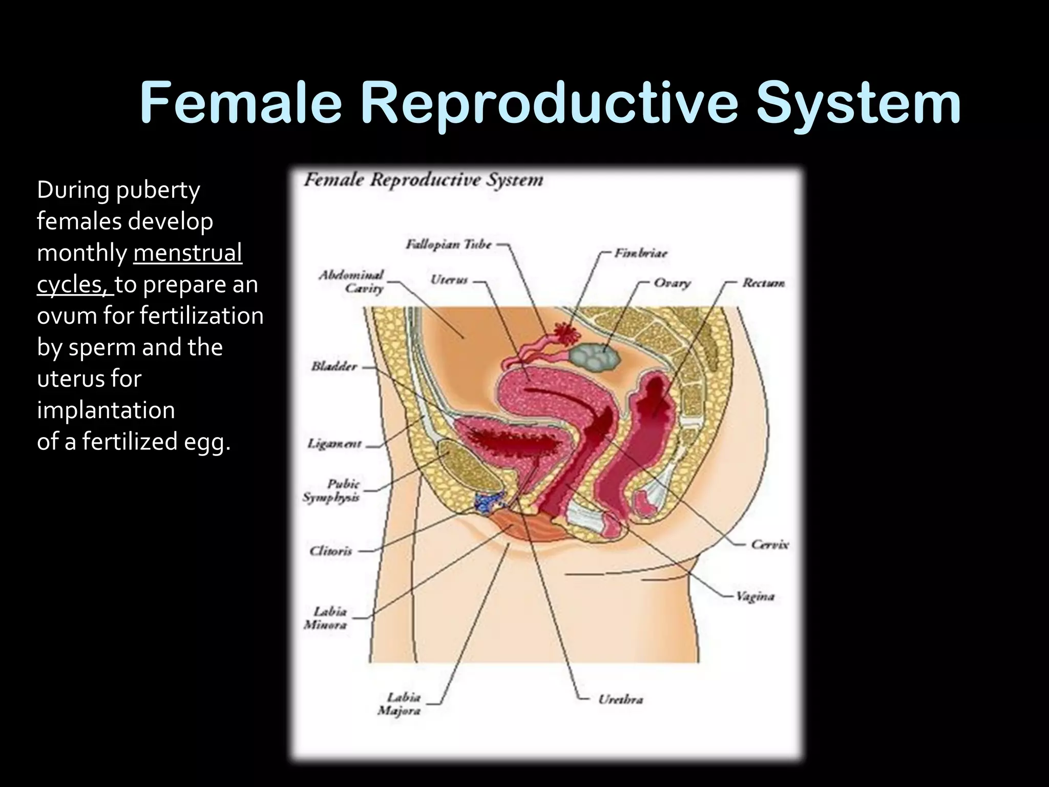 Female Reproductive System
During puberty
females develop
monthly menstrual
cycles, to prepare an
ovum for fertilization
by sperm and the
uterus for
implantation
of a fertilized egg.
 