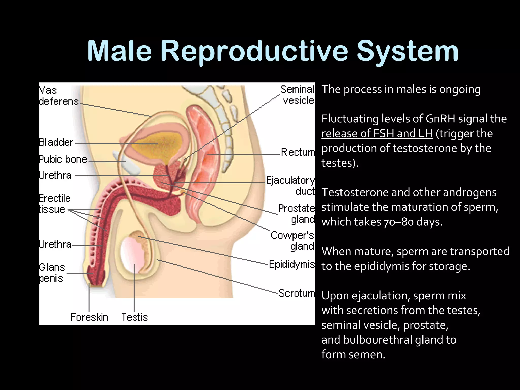 Male Reproductive System
The process in males is ongoing
Fluctuating levels of GnRH signal the
release of FSH and LH (trigger the
production of testosterone by the
testes).
Testosterone and other androgens
stimulate the maturation of sperm,
which takes 70–80 days.
When mature, sperm are transported
to the epididymis for storage.
Upon ejaculation, sperm mix
with secretions from the testes,
seminal vesicle, prostate,
and bulbourethral gland to
form semen.
 