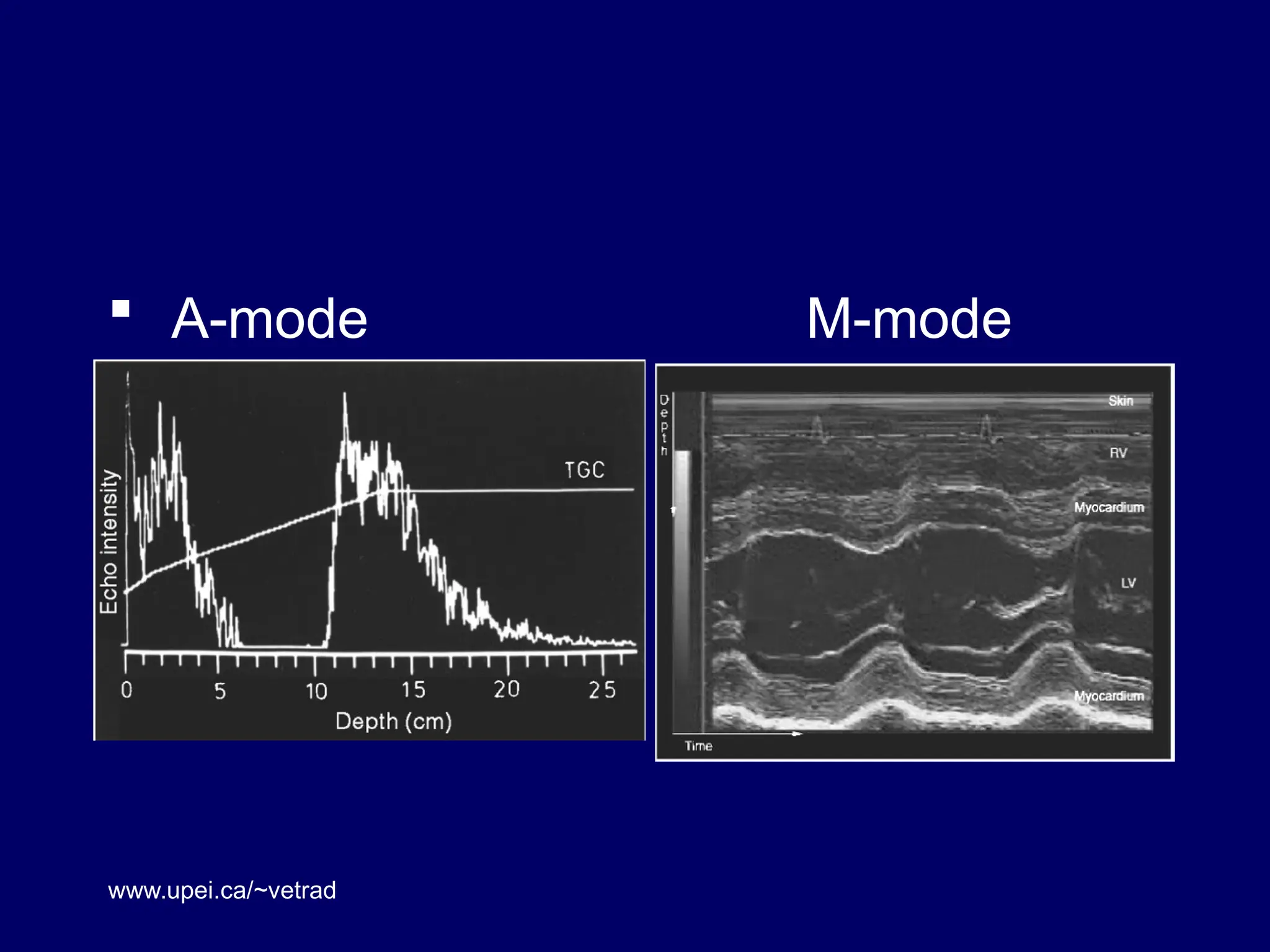  A-mode M-mode
www.upei.ca/~vetrad
 