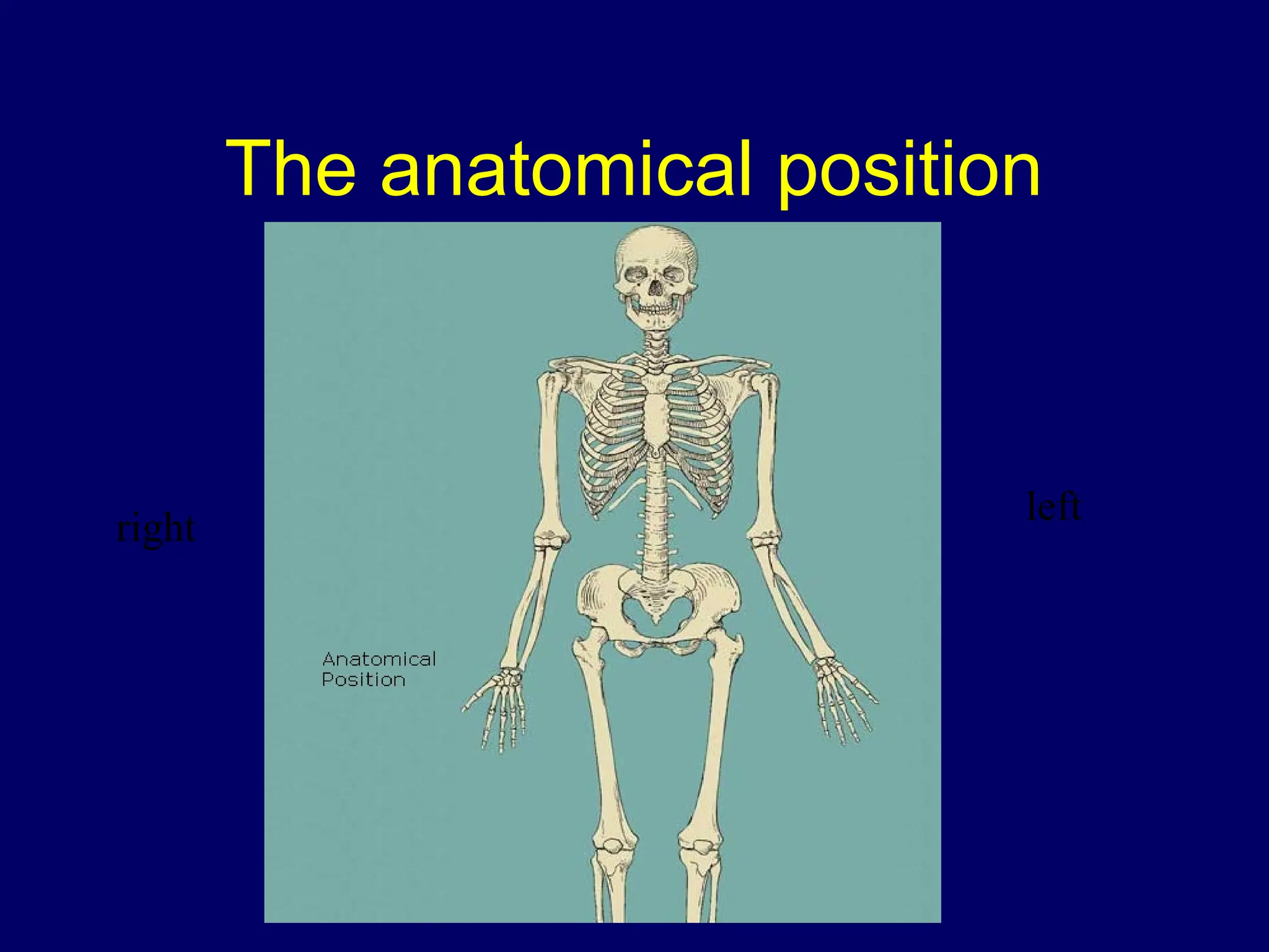 The anatomical position
right left
 