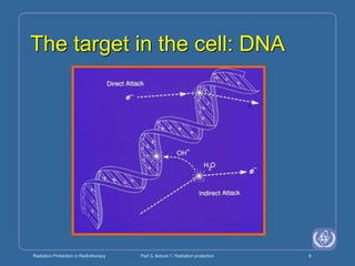 Radiation Protection in Radiotherapy Part 3, lecture 1: Radiation protection 8
The target in the cell: DNA
 