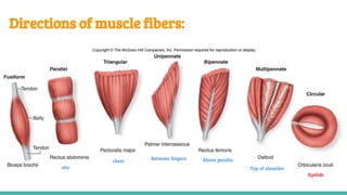 Lecture (2) SKELETAL MUSCLES.pdf