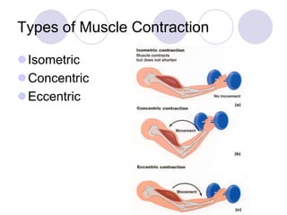 Types of Muscle Contraction
Isometric
Concentric
Eccentric
 