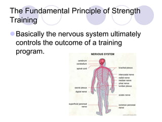 The Fundamental Principle of Strength
Training
Basically the nervous system ultimately
controls the outcome of a training
program.
 