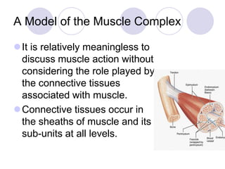 A Model of the Muscle Complex
It is relatively meaningless to
discuss muscle action without
considering the role played by
the connective tissues
associated with muscle.
Connective tissues occur in
the sheaths of muscle and its
sub-units at all levels.
 