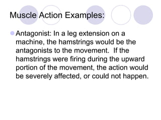 Muscle Action Examples:
Antagonist: In a leg extension on a
machine, the hamstrings would be the
antagonists to the movement. If the
hamstrings were firing during the upward
portion of the movement, the action would
be severely affected, or could not happen.
 