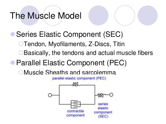 Strength and the muscular system