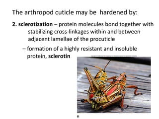The arthropod cuticle may be hardened by:
2. sclerotization – protein molecules bond together with
       stabilizing cross-linkages within and between
       adjacent lamellae of the procuticle
    – formation of a highly resistant and insoluble
      protein, sclerotin
 