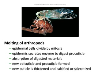 Molting of arthropods
  – epidermal cells divide by mitosis
  – epidermis secretes enzyme to digest procuticle
  – absorption of digested materials
  – new epicuticle and procuticle formed
  – new cuticle is thickened and calcified or sclerotized
 