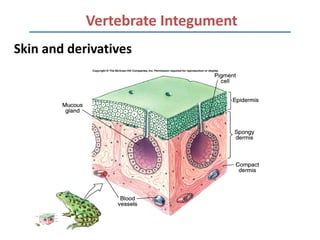 Vertebrate Integument
Skin and derivatives
 
