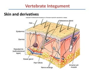 Vertebrate Integument
Skin and derivatives
 